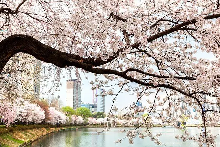 Pemandangan bunga sakura yang bermekaran di Korea Selatan