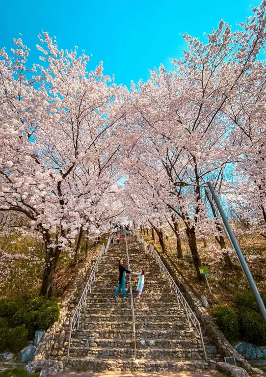 Pemandangan bunga sakura yang indah di Korea Selatan