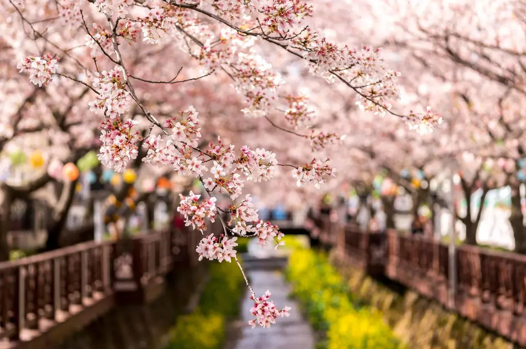 Pemandangan bunga sakura yang mekar di Korea Selatan