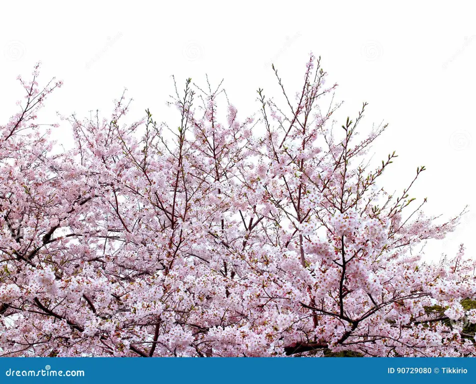 Gambar pohon sakura yang sedang bermekaran