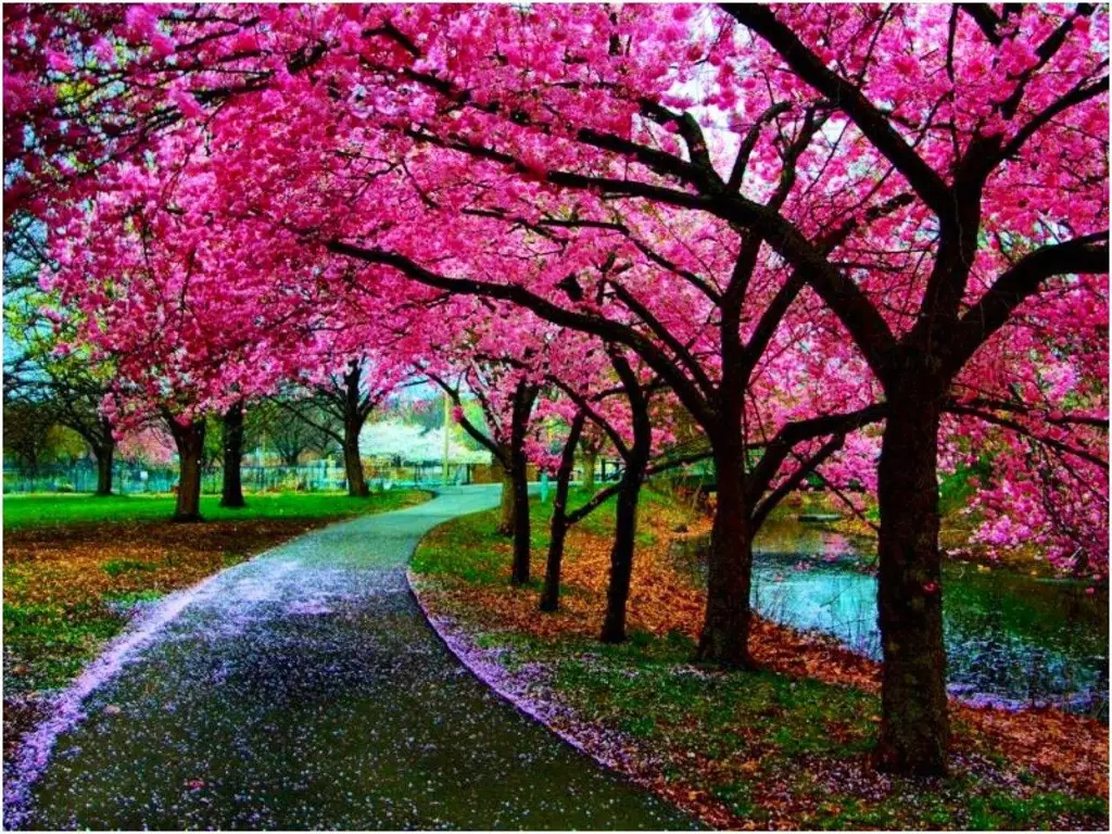 Pemandangan bunga sakura di Jepang