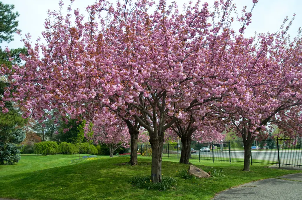 Gambar bunga sakura Jepang yang indah