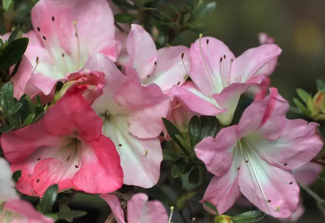 Bunga Satsuki Azalea sedang mekar dengan berbagai warna yang indah