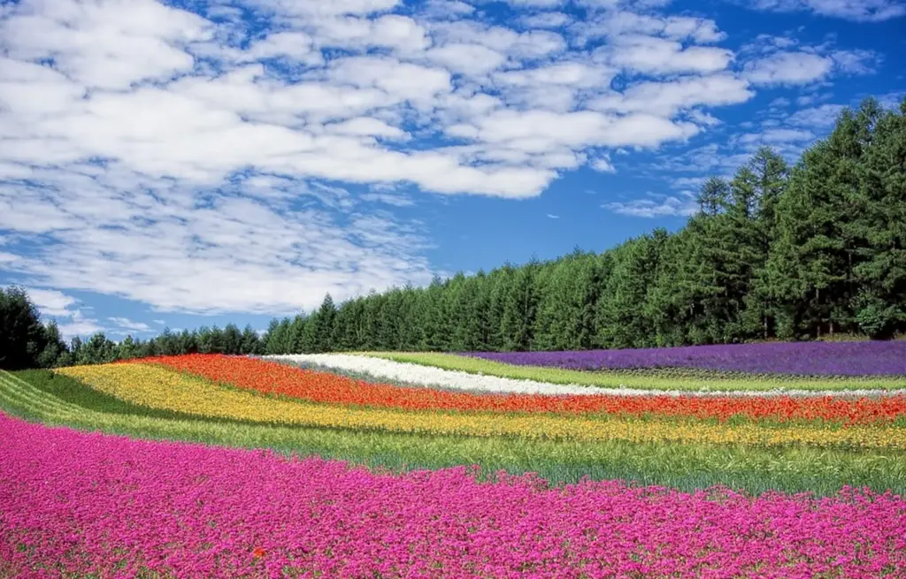 Ladang bunga violet di Jepang