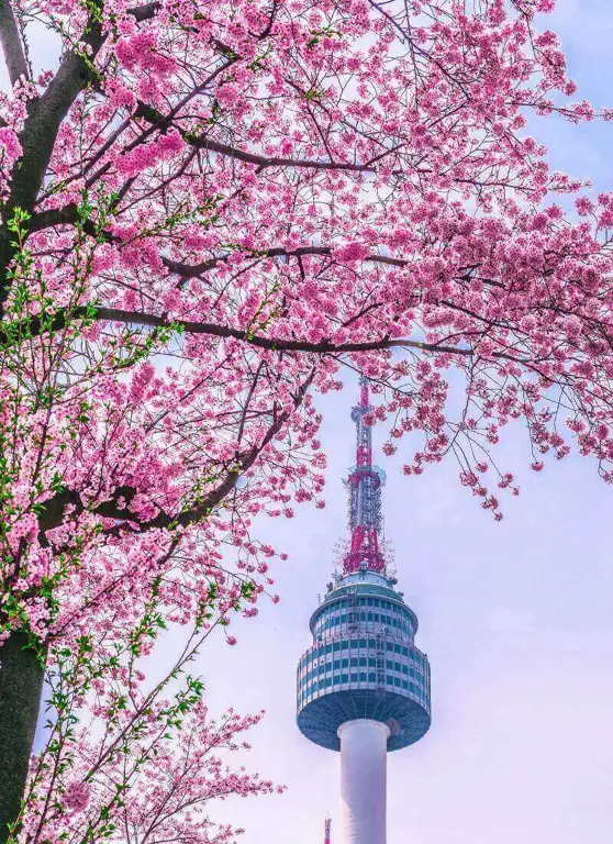 Pemandangan indah bunga sakura di Korea Selatan