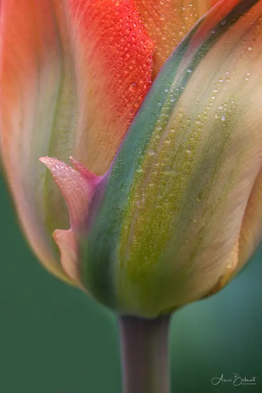 Foto detail bunga dengan teknik makro