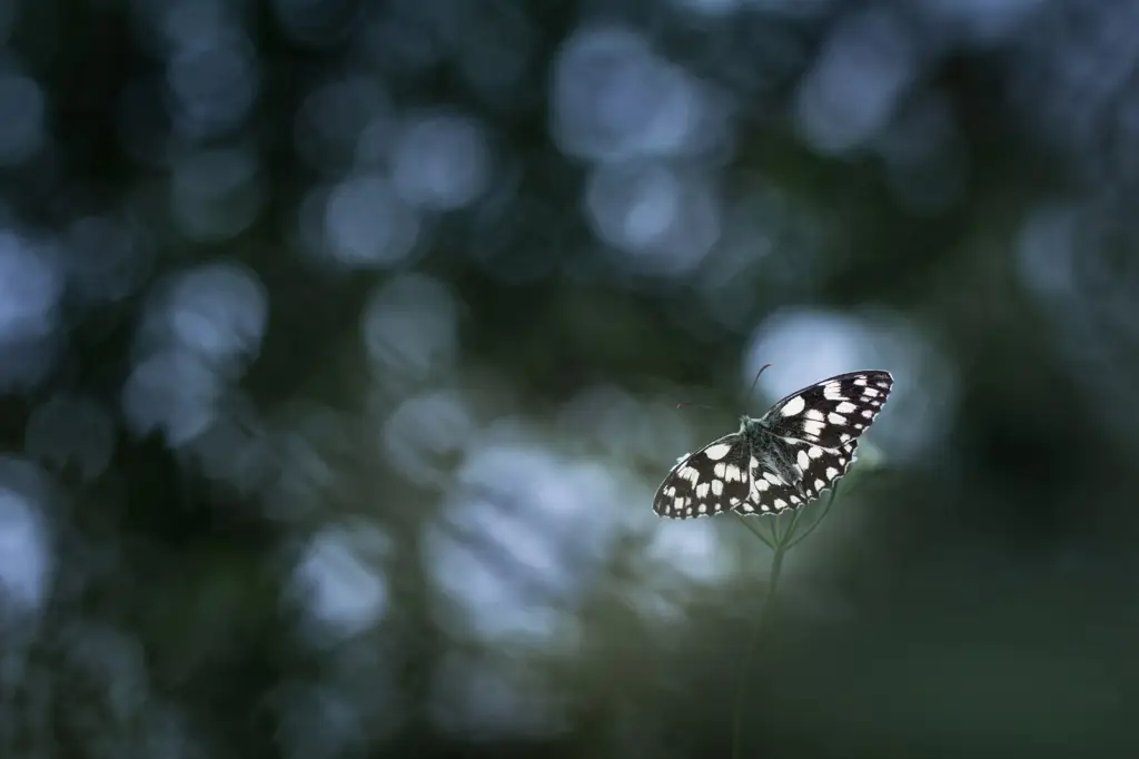 Fotografi makro dengan efek bokeh