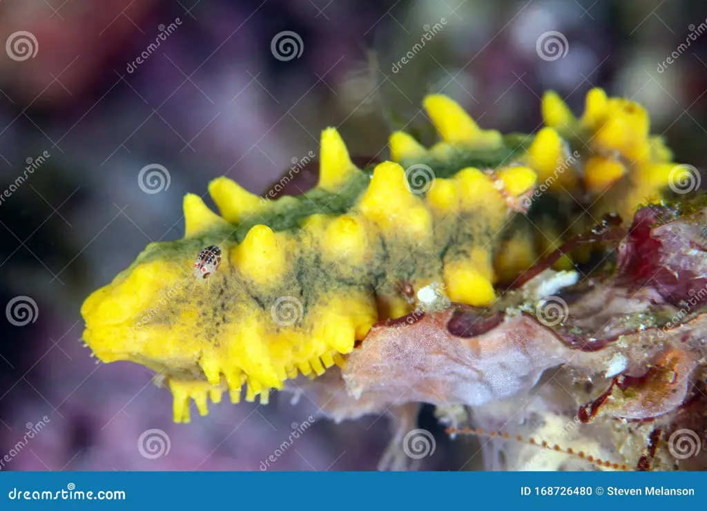 Foto close-up siput bugil yang menunjukkan detail warna dan teksturnya.