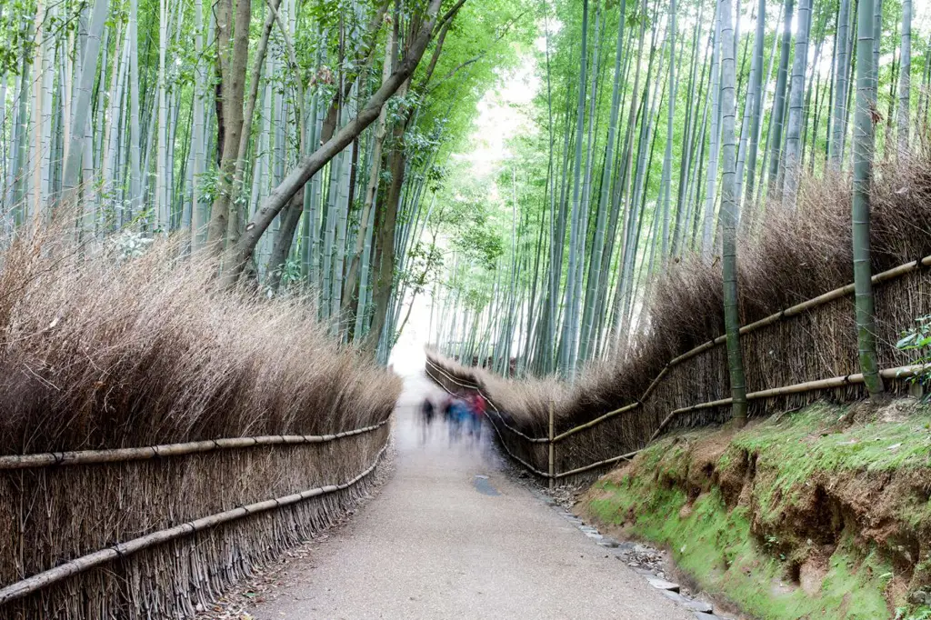 Hutan Bambu Arashiyama, Kyoto