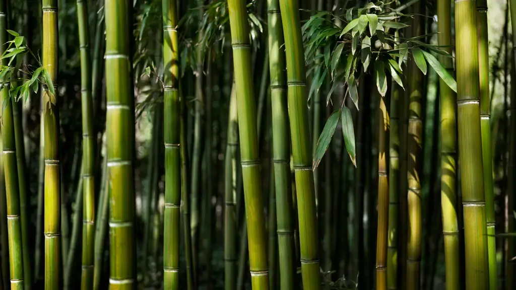 Hutan bambu Arashiyama yang menawan