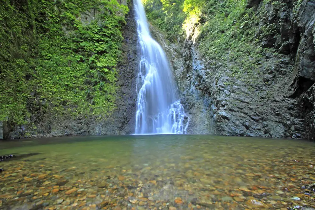 Hutan beech di Shirakami-Sanchi yang hijau dan lebat