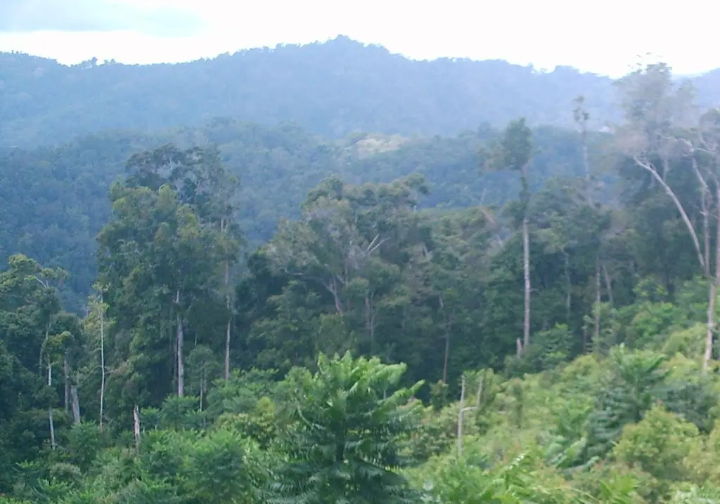 Hutan hujan tropis Indonesia