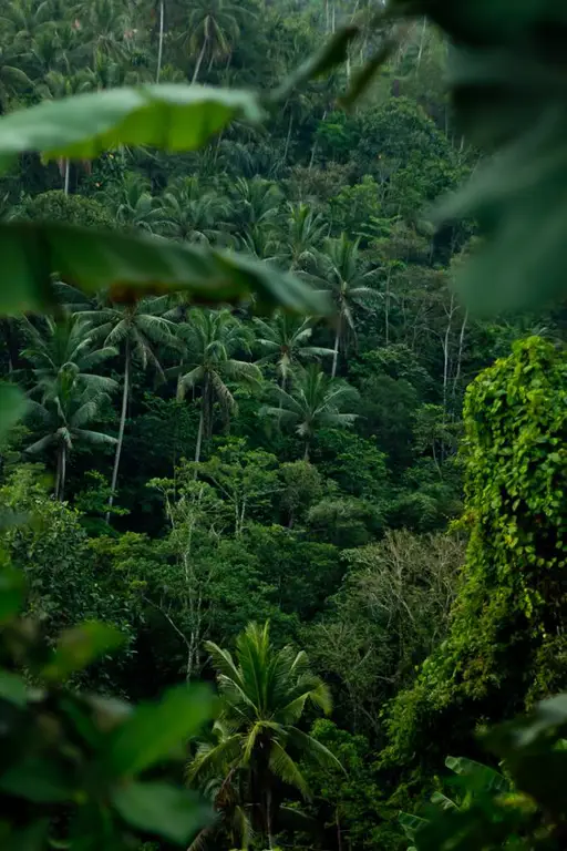 Gambar hutan hujan tropis di Indonesia