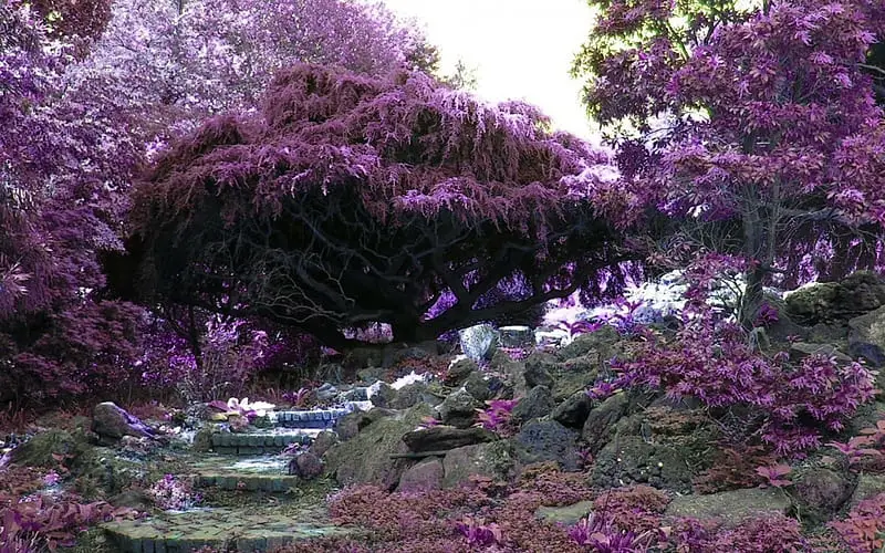 Hutan musim semi di Jepang