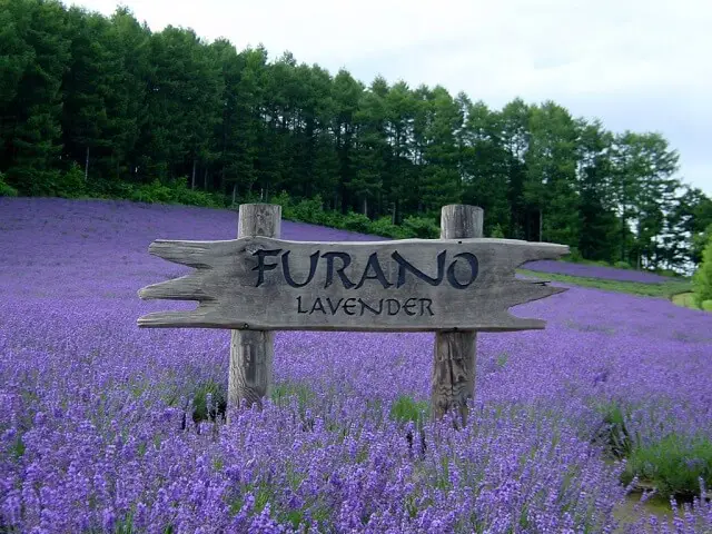 Ladang lavender yang indah di Furano