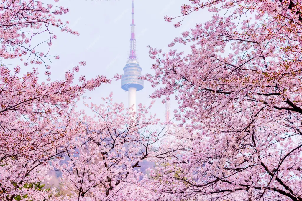 Pemandangan indah bunga sakura di musim semi Korea