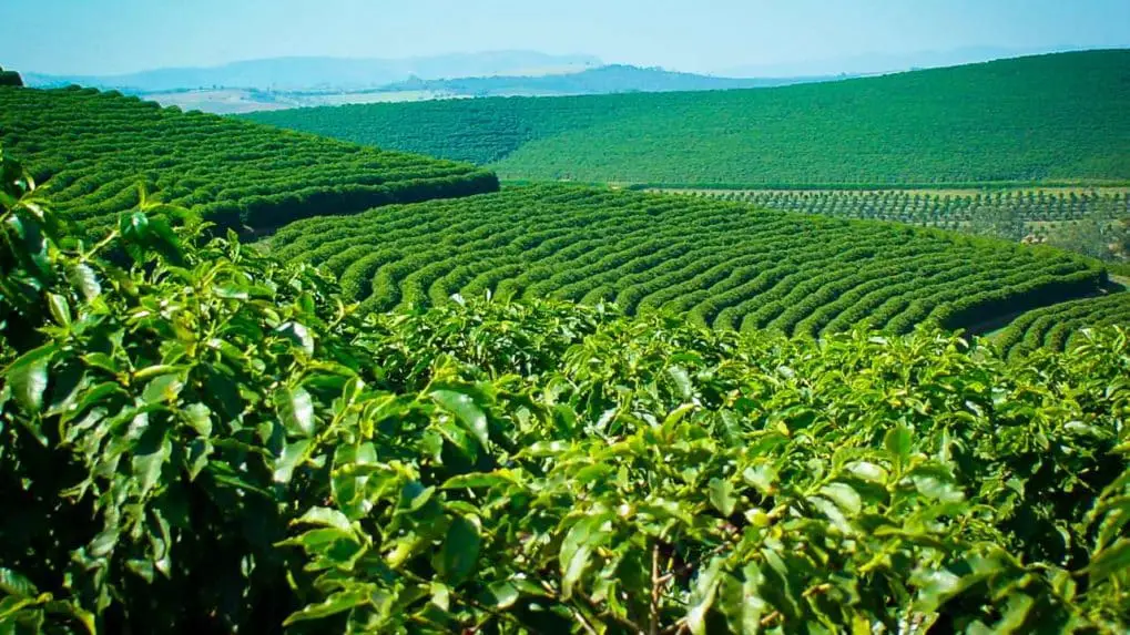 Perkebunan kopi di Indonesia yang subur dan hijau