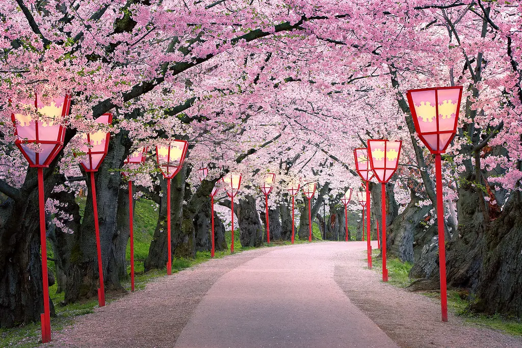 Foto pohon sakura di Jepang