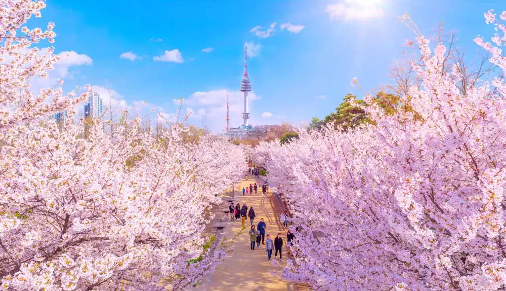 Pemandangan bunga sakura yang indah di Korea Selatan