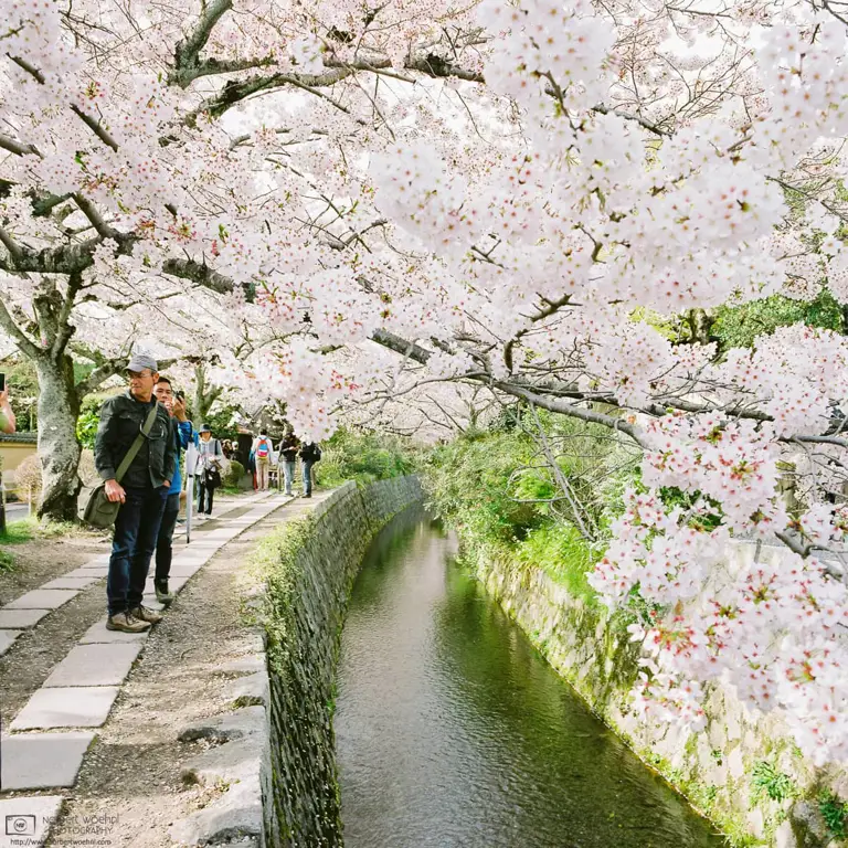 Gambar bunga sakura Jepang yang indah