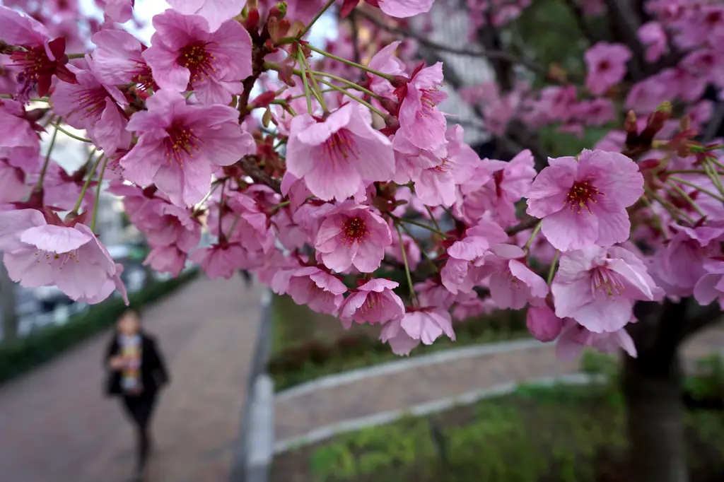 Pemandangan bunga sakura di Kirishima