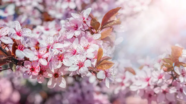 Pohon sakura pink yang sedang bermekaran penuh