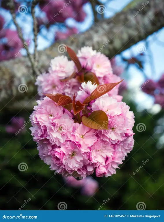 Pohon Sakura yang sedang bermekaran