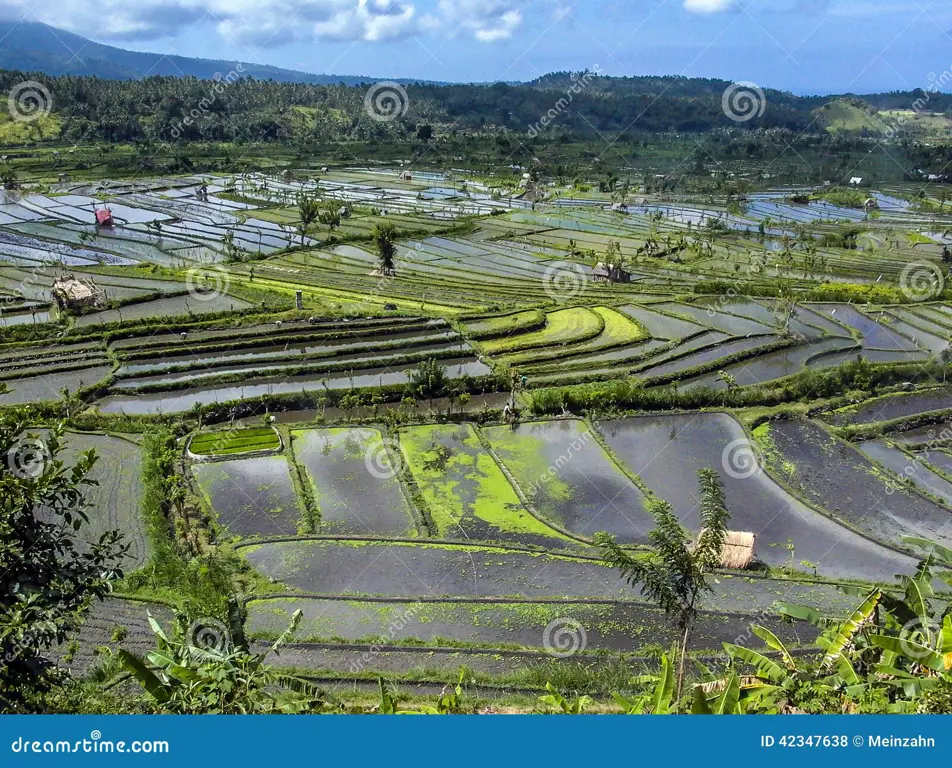 Sawah-sawah hijau yang indah di Bali