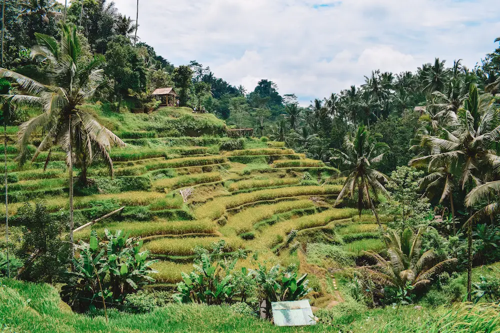 Sawah-sawah di Ubud