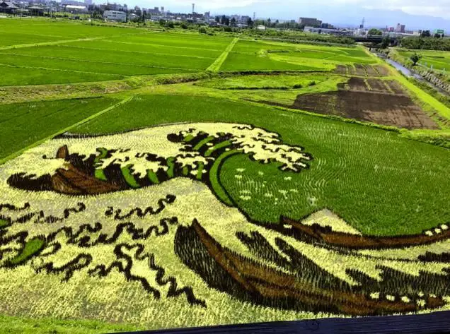 Sawah padi Jepang