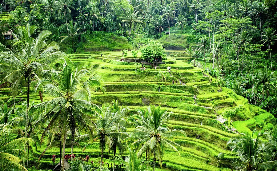 Sawah-sawah di Ubud