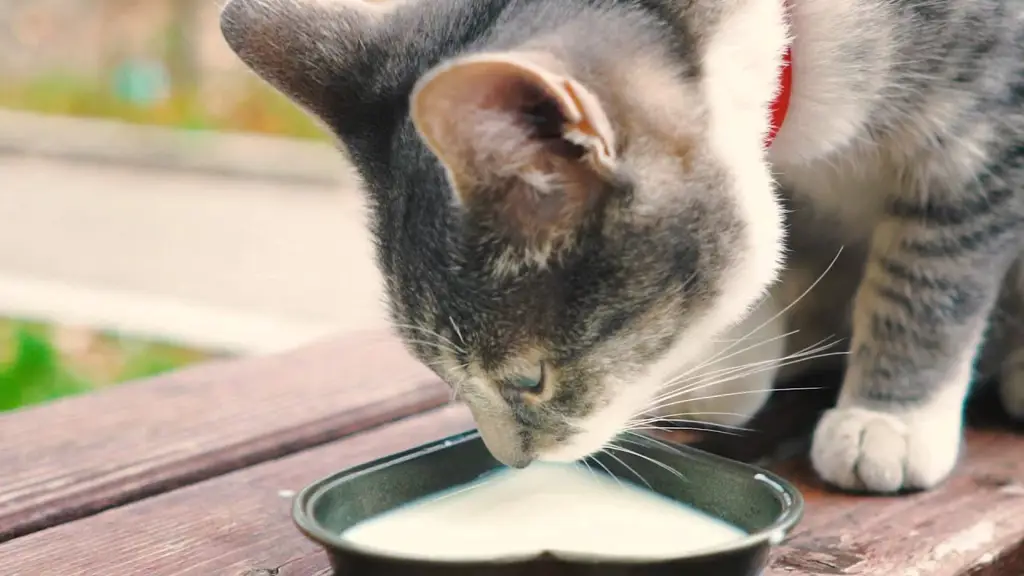 Anak kucing sedang minum susu