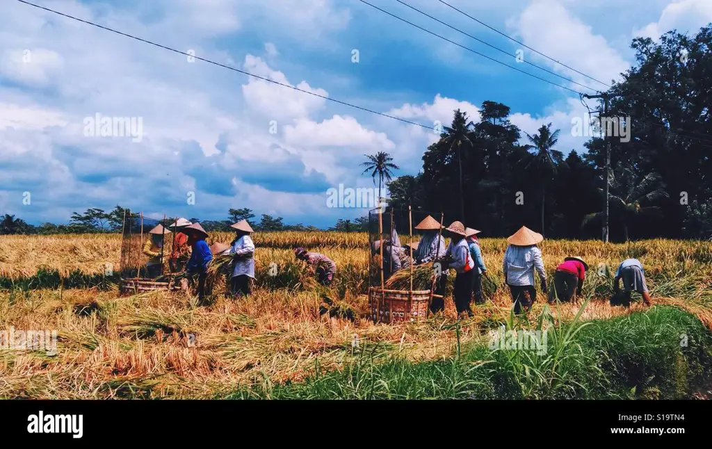 Gambar sekelompok orang Indonesia bekerja sama