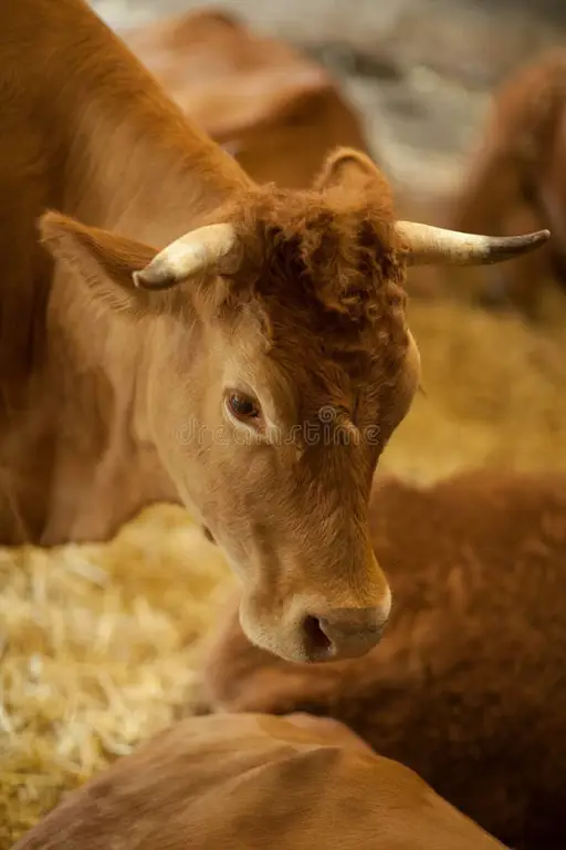 Sapi sehat di kandang yang bersih