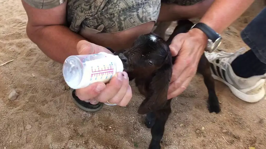 Kambing sehat sedang minum susu