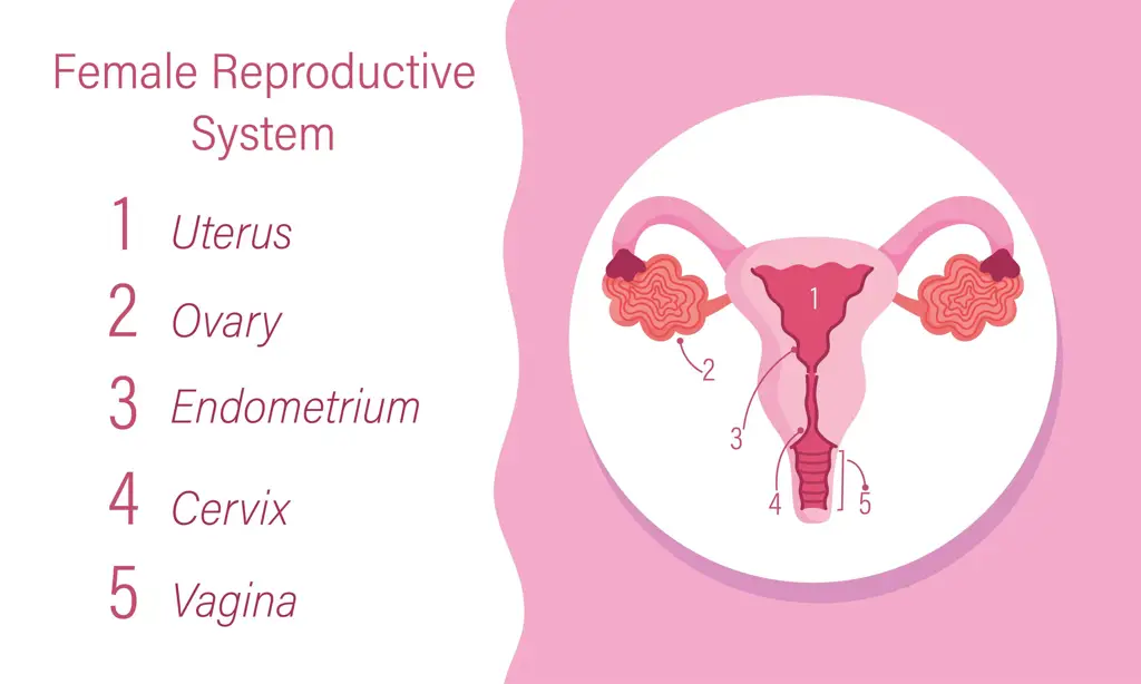 Ilustrasi kesehatan reproduksi wanita