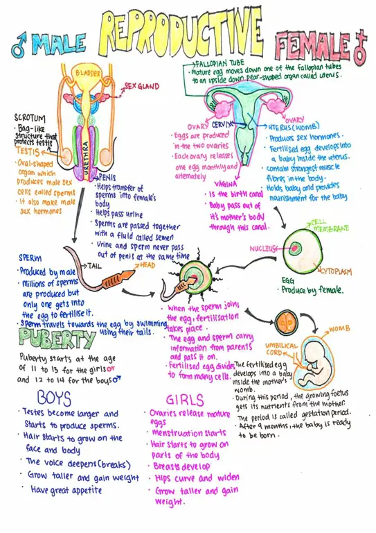 Gambar mengenai kesehatan reproduksi wanita