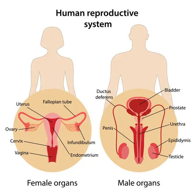 Ilustrasi kesehatan reproduksi wanita