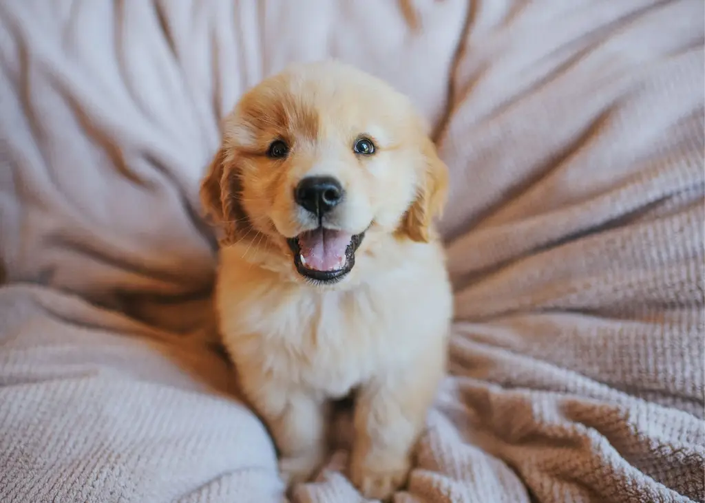 Anak anjing Golden Retriever yang lucu dan menggemaskan