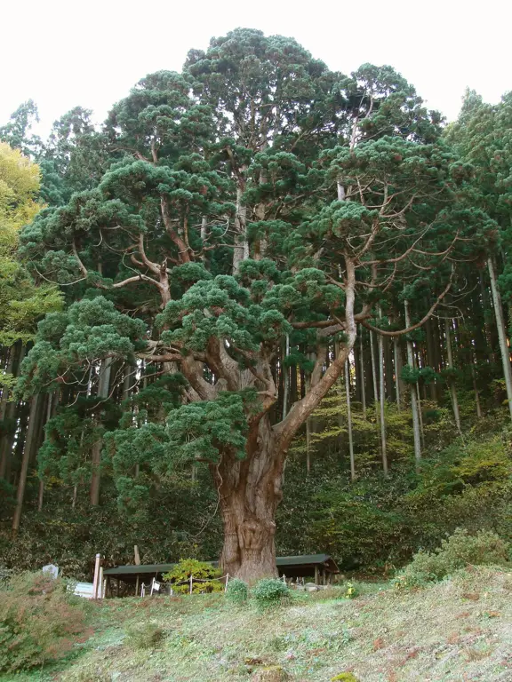 Pohon cedar Jepang yang melambangkan kekuatan dan ketahanan