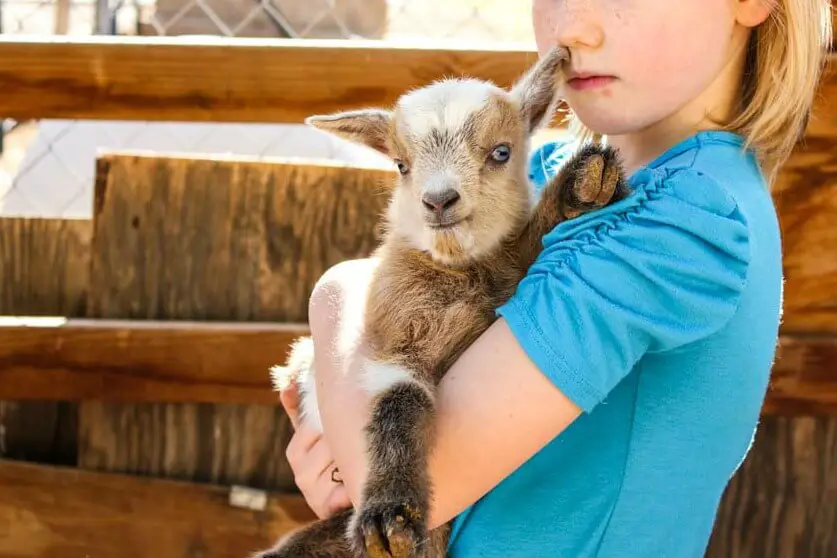 Manfaat susu kambing untuk bayi