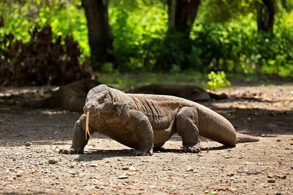 Komodo di Taman Nasional Komodo