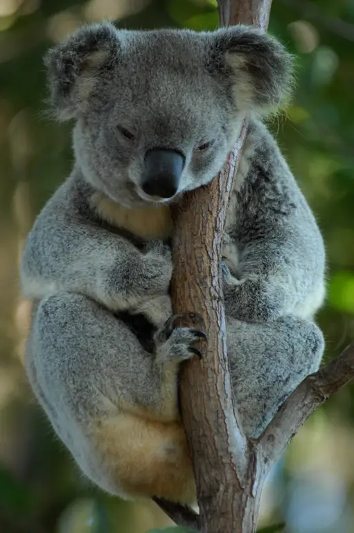 Koala di habitat aslinya di Australia