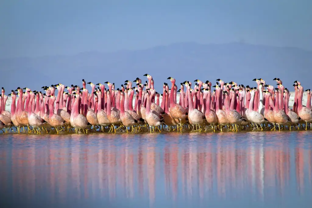 Koloni flamingo dengan anak-anak flamingo yang sedang tumbuh