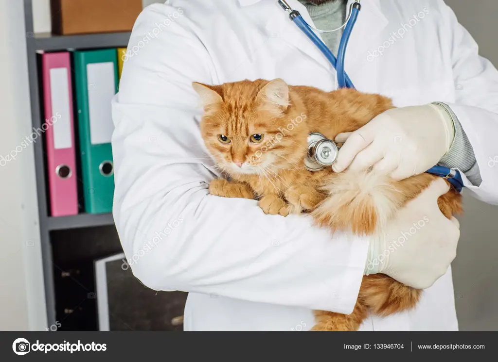 Dokter hewan memeriksa bayi kucing