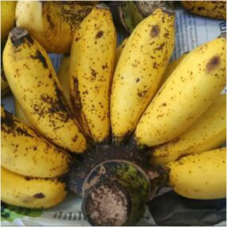 Pisang Susu dengan berbagai macam topping yang menarik