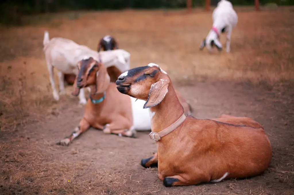 Peternakan Kambing Etawa yang Sehat