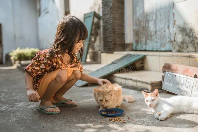 Kucing bermain di rumah tradisional Jawa