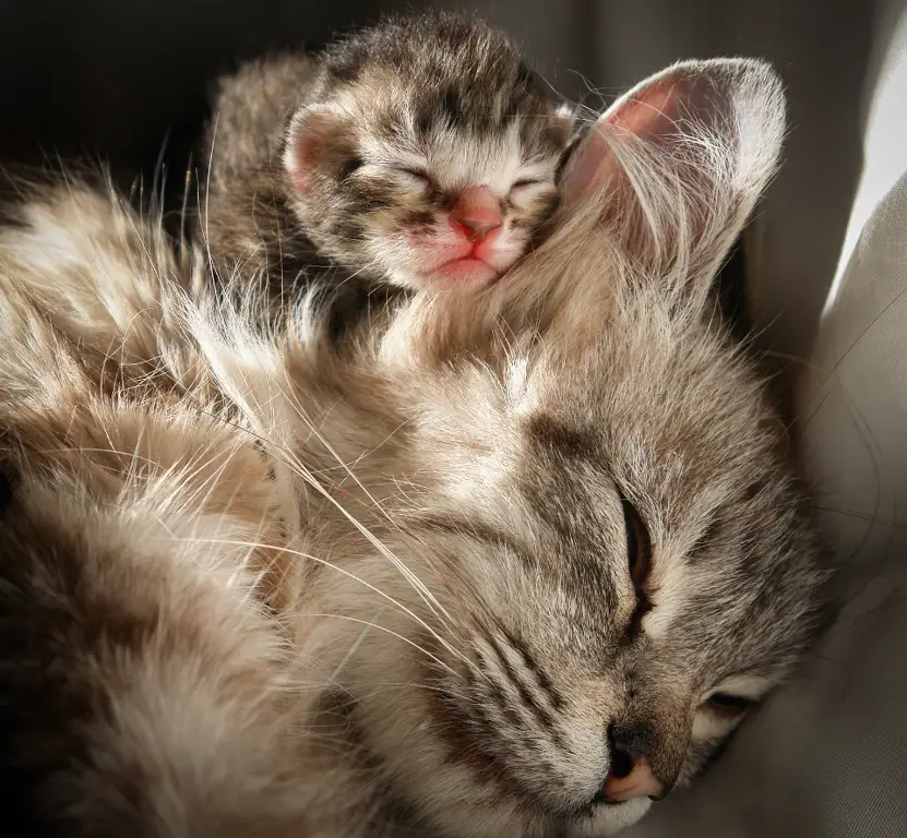 Kucing lucu bersama induknya