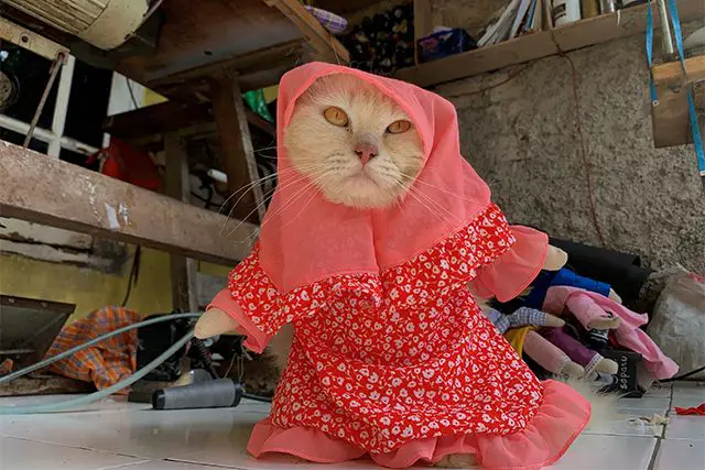 Kucing menggemaskan memakai hijab mini